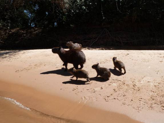 Família de capivaras em praia do Rio Cuiabá, região de Porto Jofre, no final da rodovia Transpantaneira, no Pantanal Norte, no Mato Grosso
